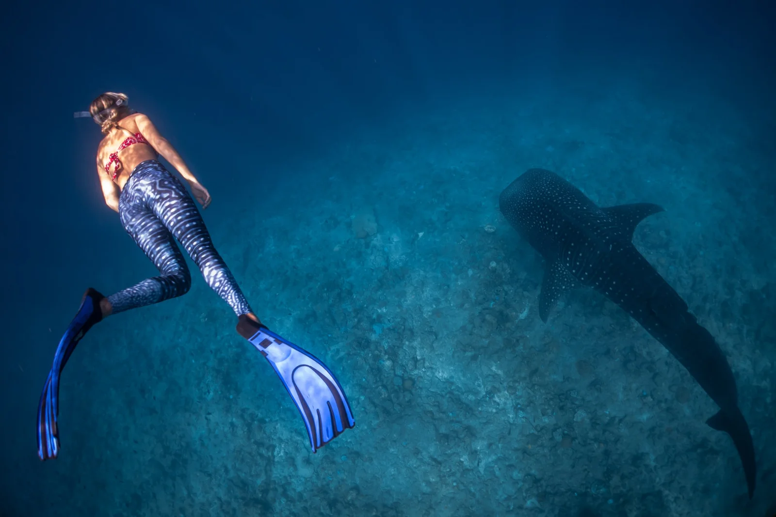 Whale Shark Encounter - Timeless Tours Maldives